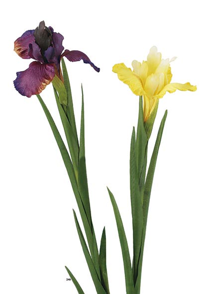 Iris 68cm